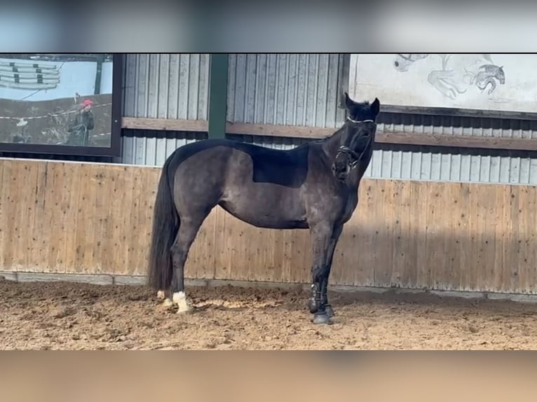 Westfaal Merrie 12 Jaar 172 cm Donkerbruin in Krummh&#xF6;rn