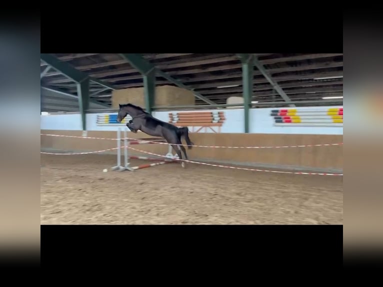 Westfaal Merrie 12 Jaar 172 cm Donkerbruin in Krummh&#xF6;rn