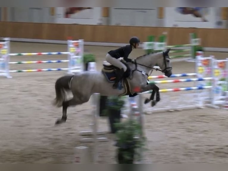 Westfaal Merrie 12 Jaar 172 cm Schimmel in Harsewinkel