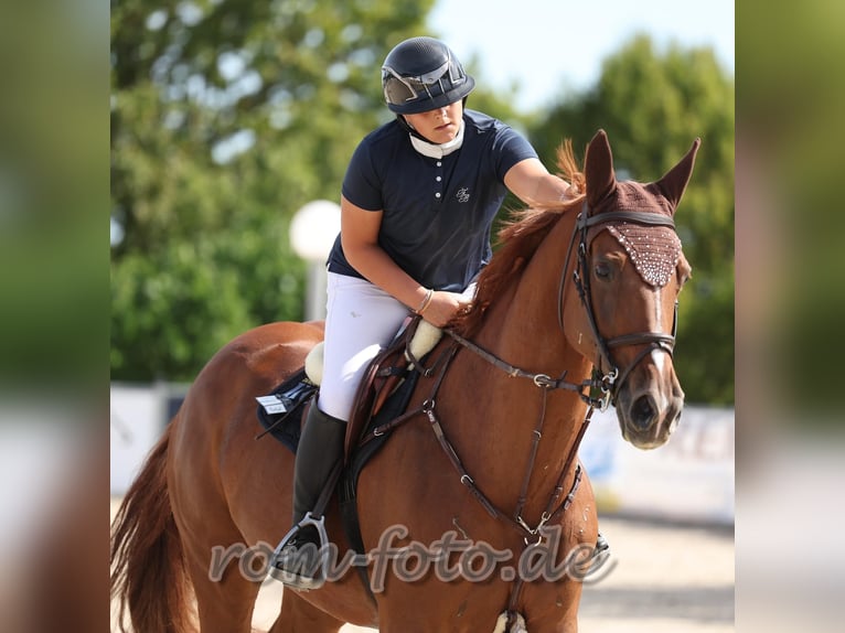 Westfaal Merrie 12 Jaar 172 cm Vos in Niedereschach