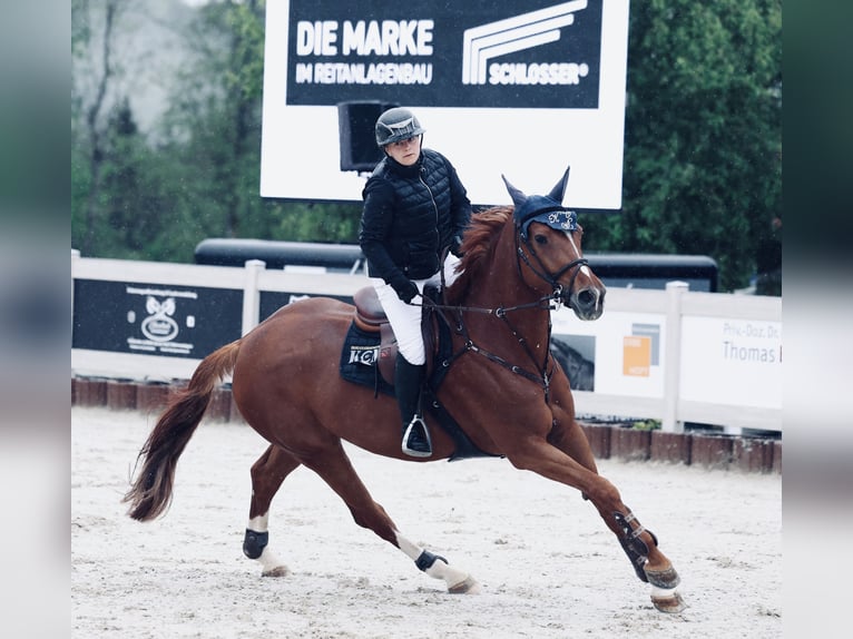 Westfaal Merrie 12 Jaar 172 cm Vos in Niedereschach