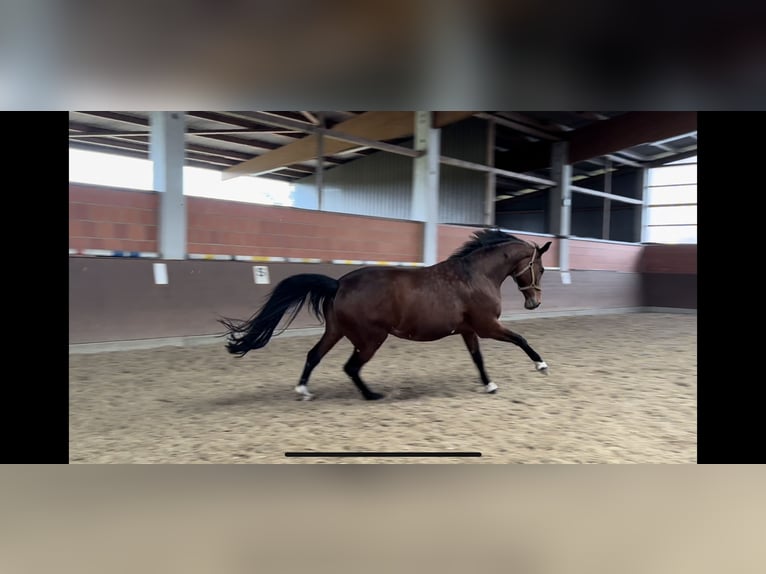 Westfaal Merrie 12 Jaar 173 cm Bruin in Langwedel