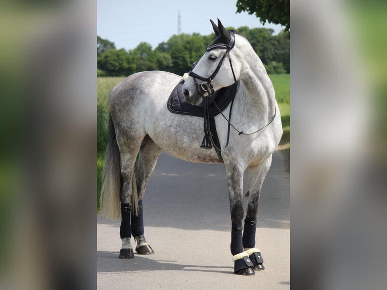 Westfaal Merrie 12 Jaar 175 cm Schimmel in Duisburg