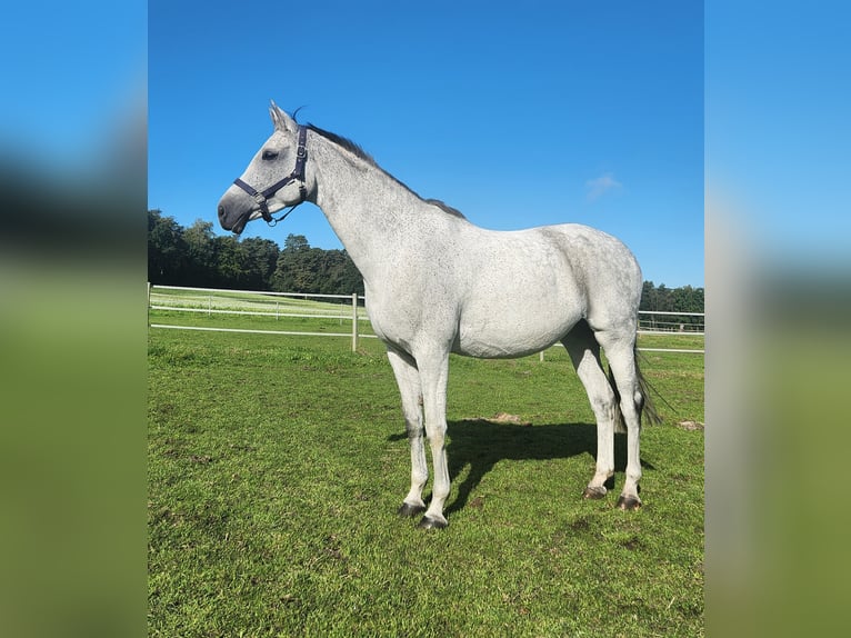 Westfaal Merrie 13 Jaar 163 cm Schimmel in Ibbenb&#xFC;ren
