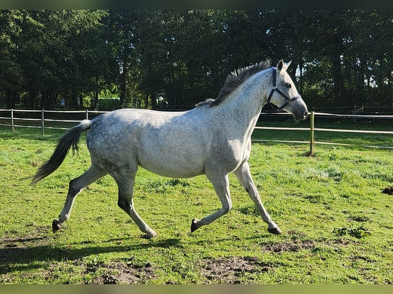 Westfaal Merrie 13 Jaar 163 cm Schimmel in Ibbenb&#xFC;ren