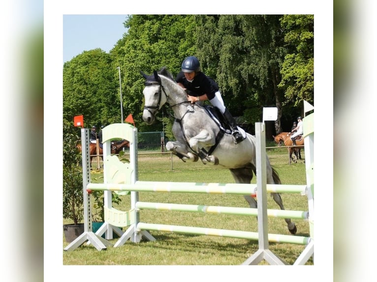 Westfaal Merrie 13 Jaar 163 cm Schimmel in Ibbenb&#xFC;ren