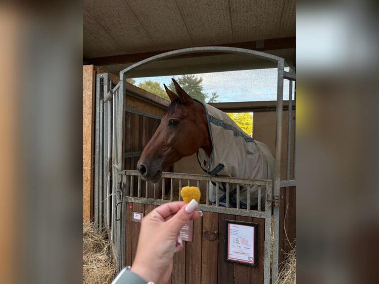 Westfaal Merrie 13 Jaar 164 cm Bruin in Issum