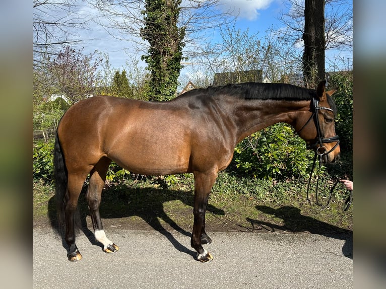 Westfaal Merrie 13 Jaar 164 cm Bruin in Gütersloh