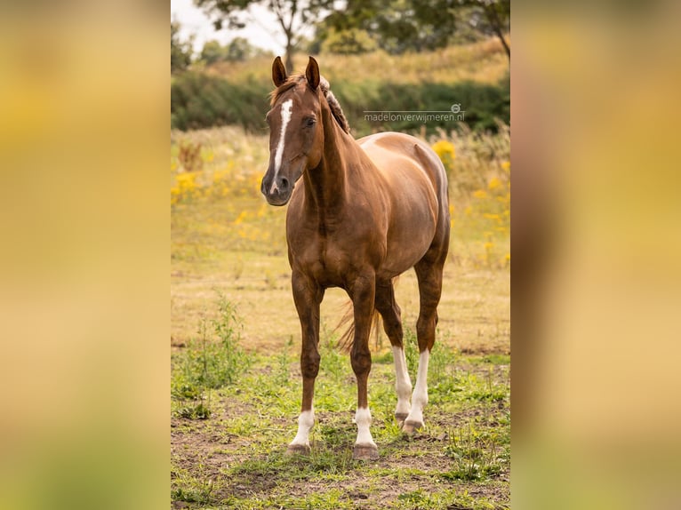 Westfaal Merrie 13 Jaar 165 cm Donkere-vos in Breda