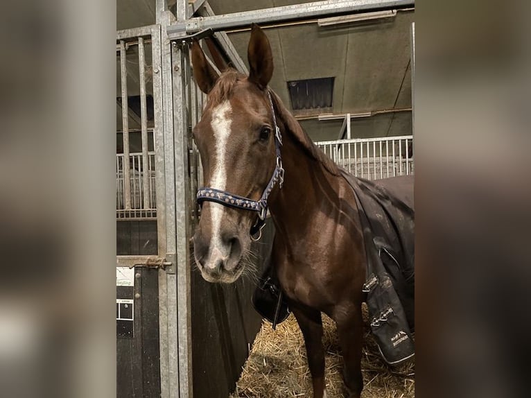 Westfaal Merrie 13 Jaar 165 cm Donkere-vos in Breda