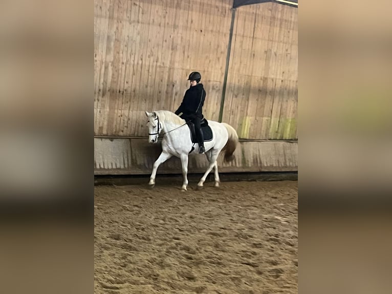 Westfaal Merrie 13 Jaar 165 cm Schimmel in Aachen