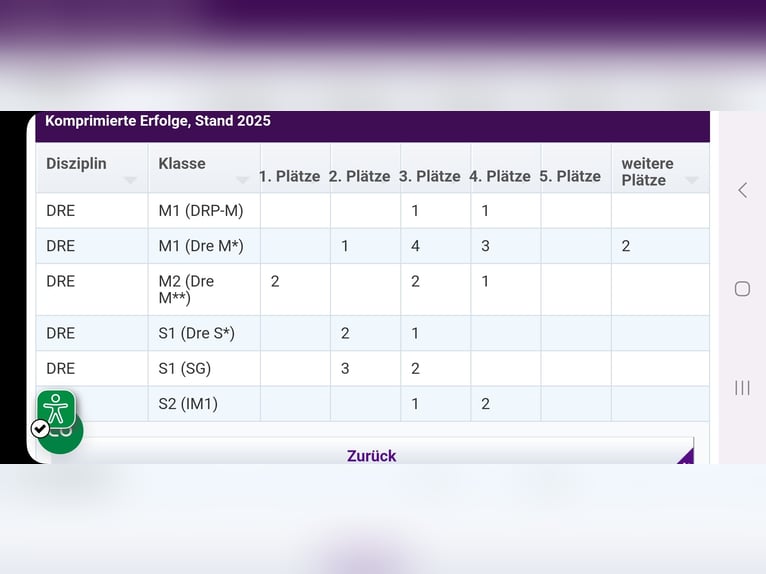 Westfaal Merrie 13 Jaar 166 cm Vliegenschimmel in Langen