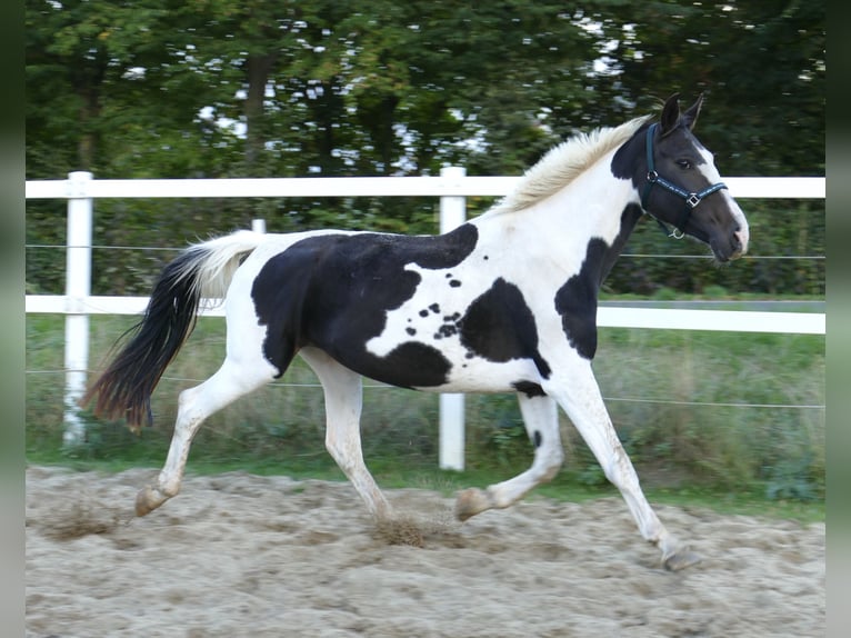 Westfaal Merrie 13 Jaar 167 cm Gevlekt-paard in Borgentreich