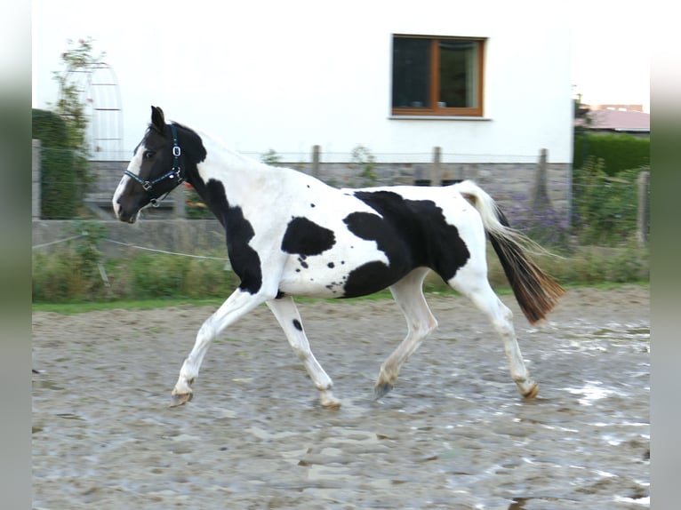 Westfaal Merrie 13 Jaar 167 cm Gevlekt-paard in Borgentreich