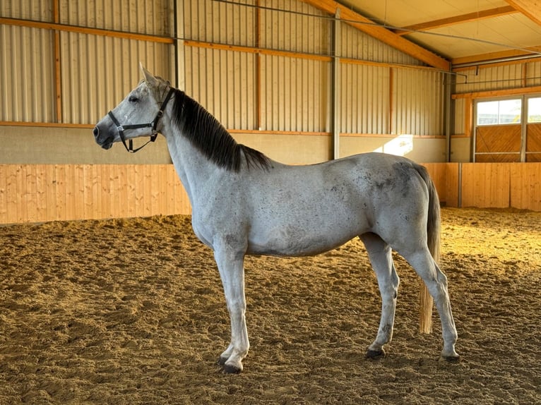 Westfaal Merrie 13 Jaar 167 cm Schimmel in Weilerswist