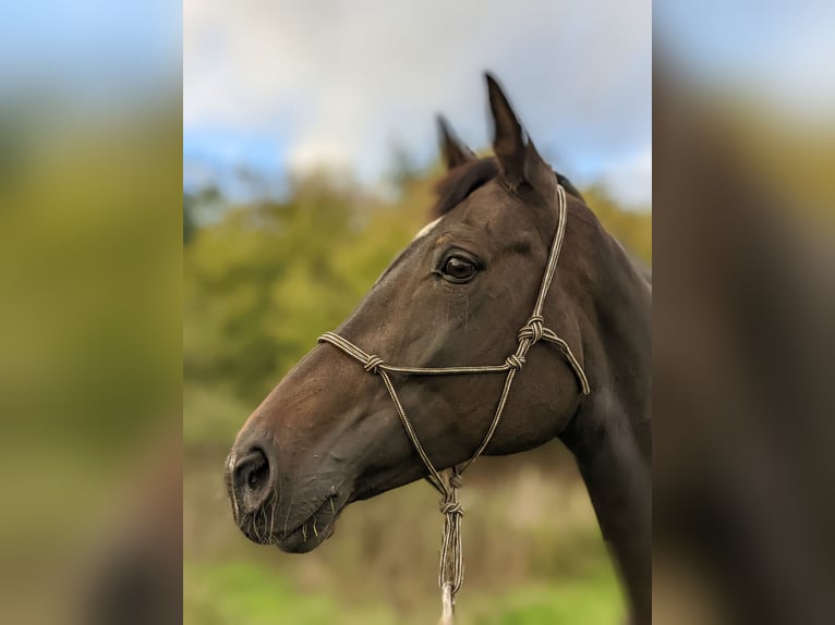 Westfaal Merrie 13 Jaar 168 cm Zwartbruin in Norderstedt