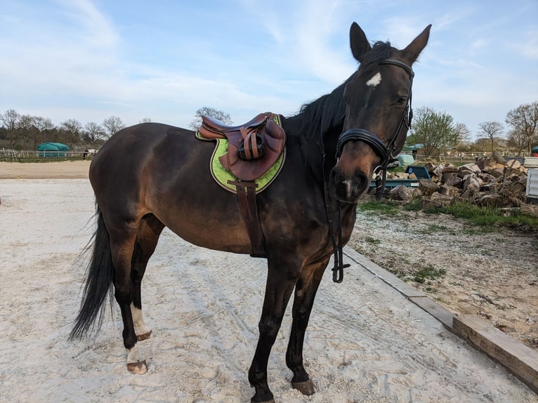 Westfaal Merrie 13 Jaar 168 cm Zwartbruin in Norderstedt