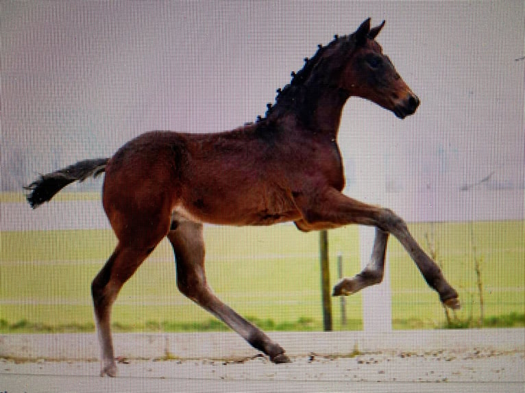 Westfaal Merrie 13 Jaar 169 cm Bruin in Illertissen