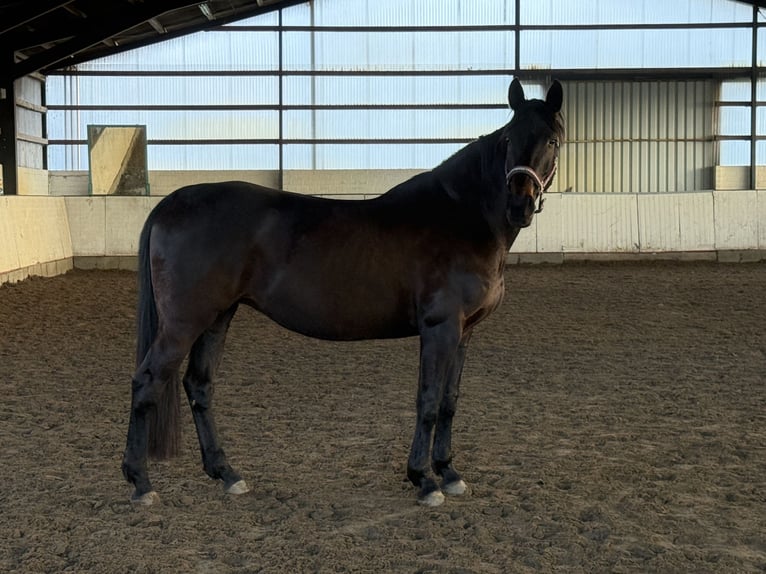 Westfaal Merrie 13 Jaar 170 cm Donkerbruin in Spelle