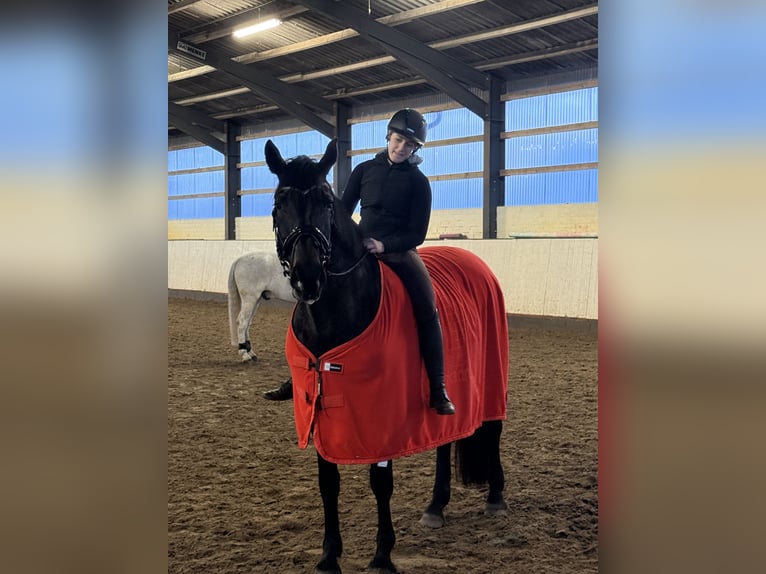 Westfaal Merrie 13 Jaar 170 cm Donkerbruin in Spelle