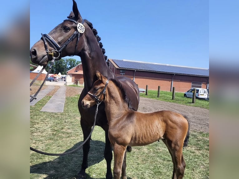 Westfaal Merrie 13 Jaar 170 cm Donkerbruin in Spelle