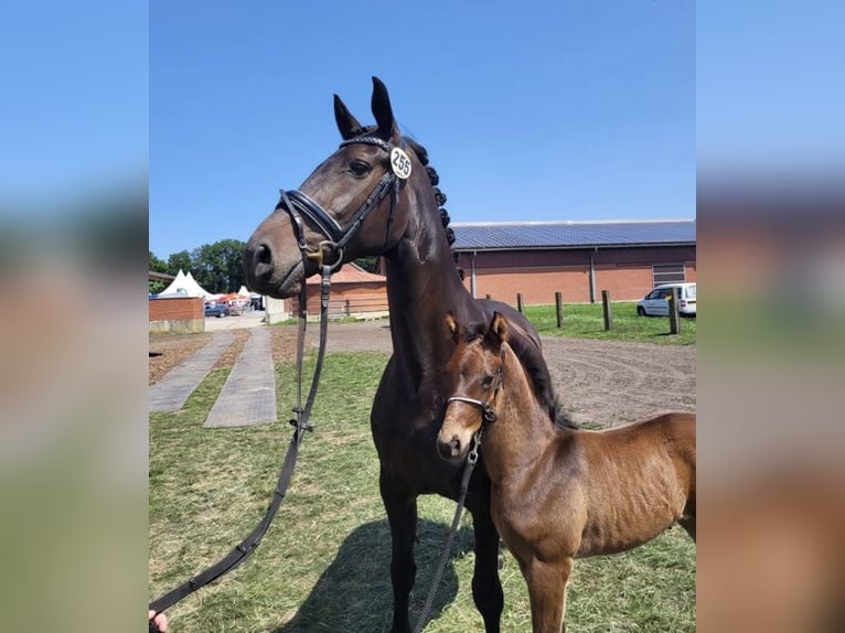 Westfaal Merrie 13 Jaar 170 cm Donkerbruin in Spelle