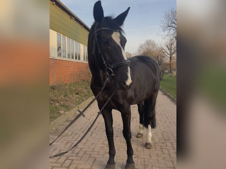 Westfaal Merrie 13 Jaar 170 cm Zwart in Hamburg Osdorf