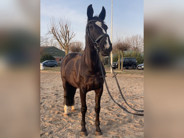 Westfaal Merrie 13 Jaar 170 cm Zwart in Hamburg Osdorf