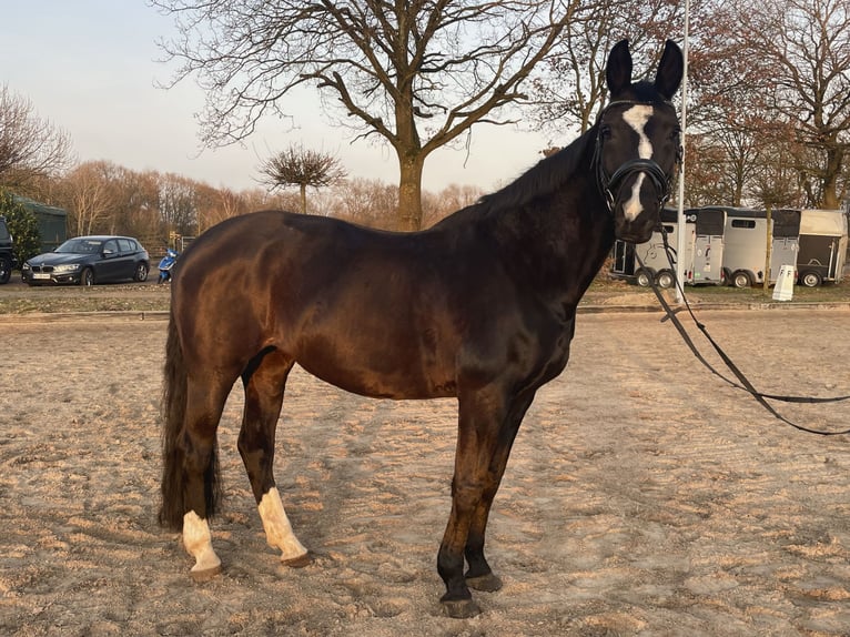 Westfaal Merrie 13 Jaar 170 cm Zwart in Hamburg Osdorf