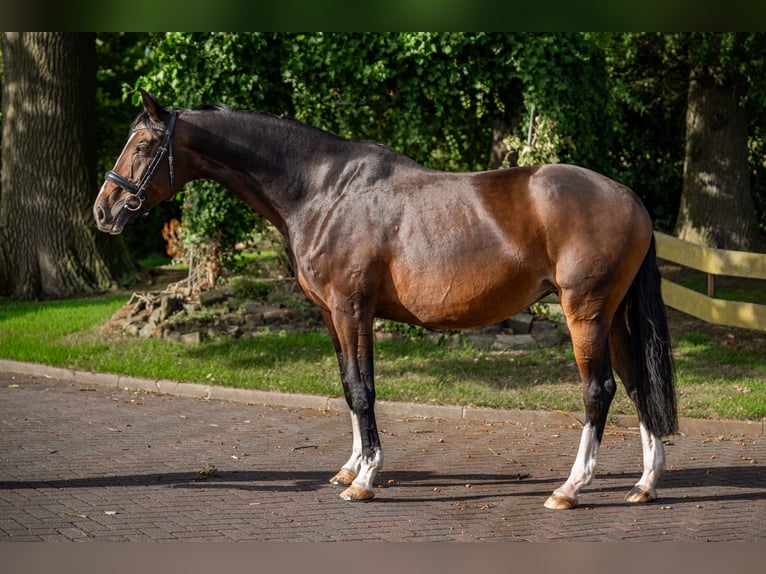 Westfaal Merrie 13 Jaar 172 cm Donkerbruin in Bad Bentheim