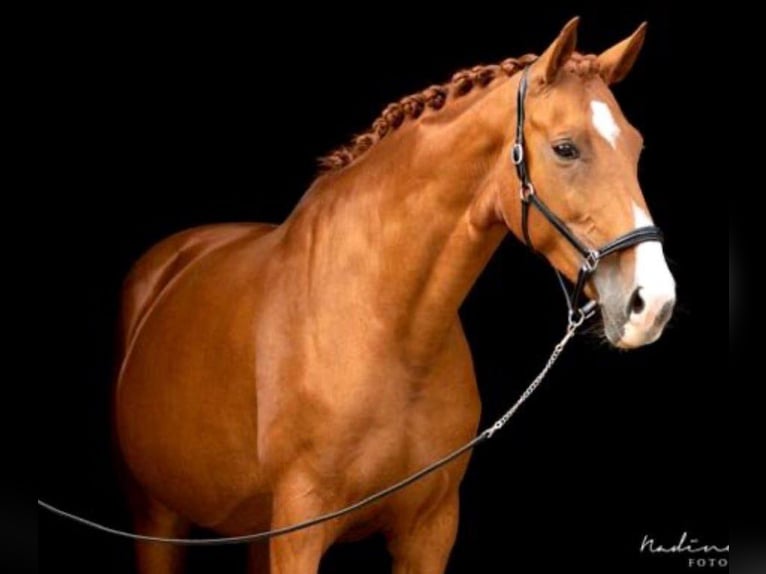 Westfaal Merrie 13 Jaar 172 cm Vos in Nümbrecht