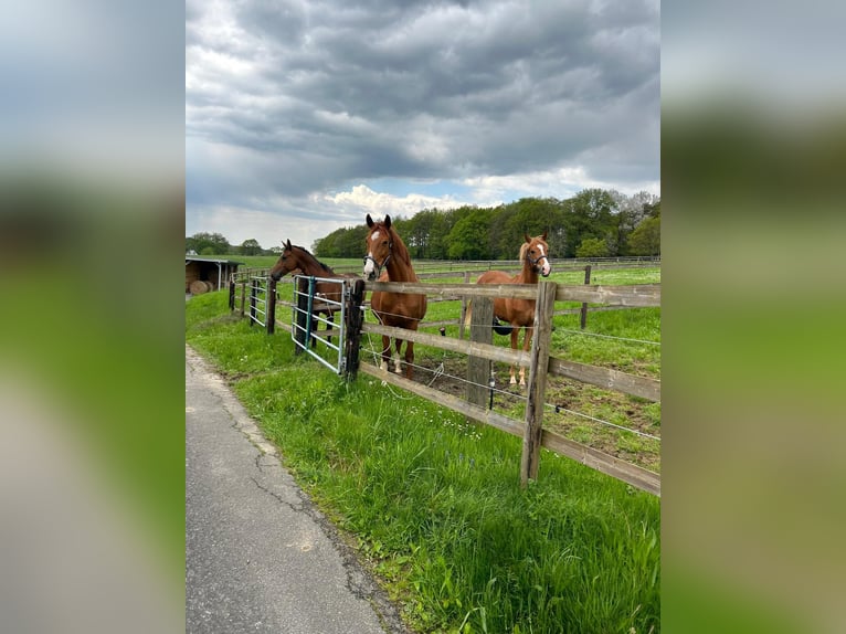Westfaal Merrie 13 Jaar 172 cm Vos in Nümbrecht