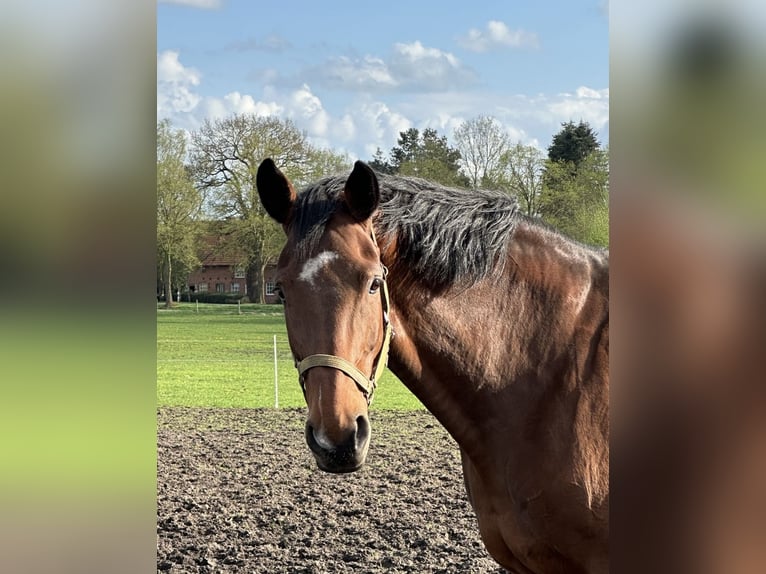 Westfaal Merrie 13 Jaar 173 cm Bruin in Langwedel