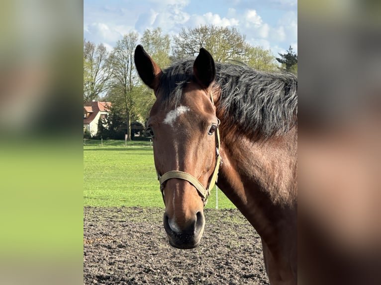 Westfaal Merrie 13 Jaar 173 cm Bruin in Langwedel