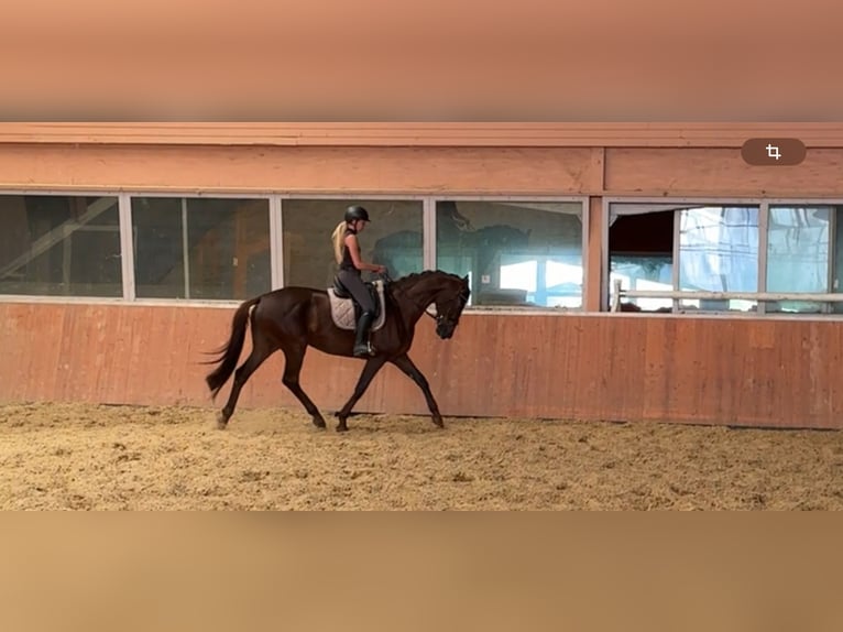 Westfaal Merrie 13 Jaar 173 cm Donkere-vos in Windhagen