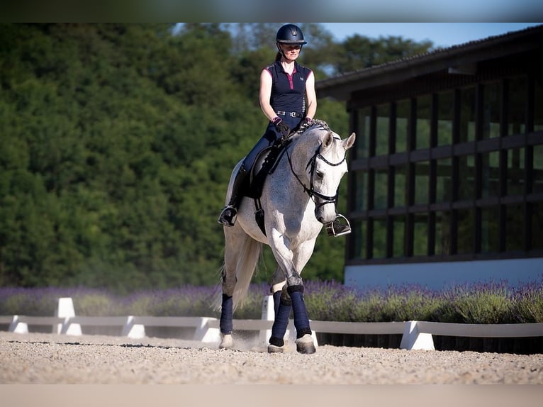 Westfaal Merrie 13 Jaar 174 cm Schimmel in Lindlar