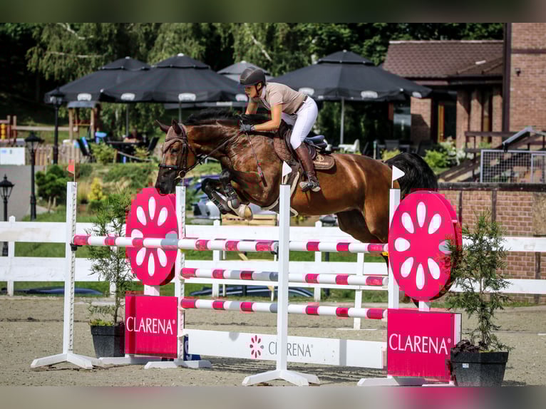 Westfaal Merrie 13 Jaar 175 cm Roodbruin in Grębanin