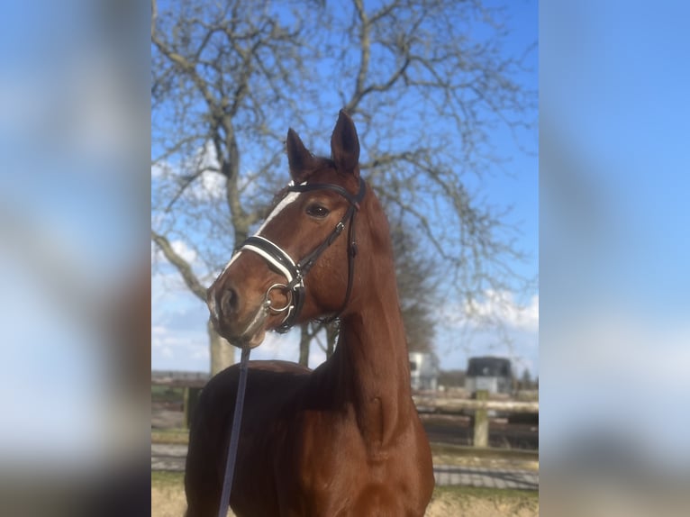 Westfaal Merrie 13 Jaar 175 cm Vos in T&#xF6;nisvorst