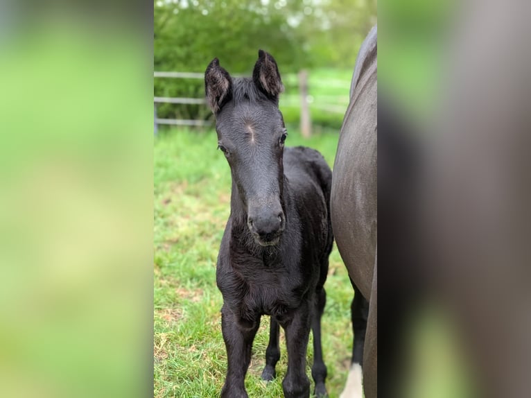 Westfaal Merrie 13 Jaar 175 cm Zwart in Borken