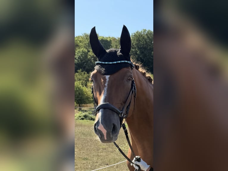 Westfaal Merrie 13 Jaar 178 cm Vos in Delitzsch