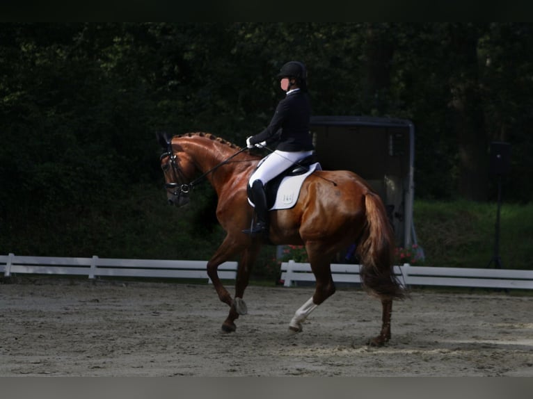 Westfaal Merrie 13 Jaar 178 cm Vos in Delitzsch