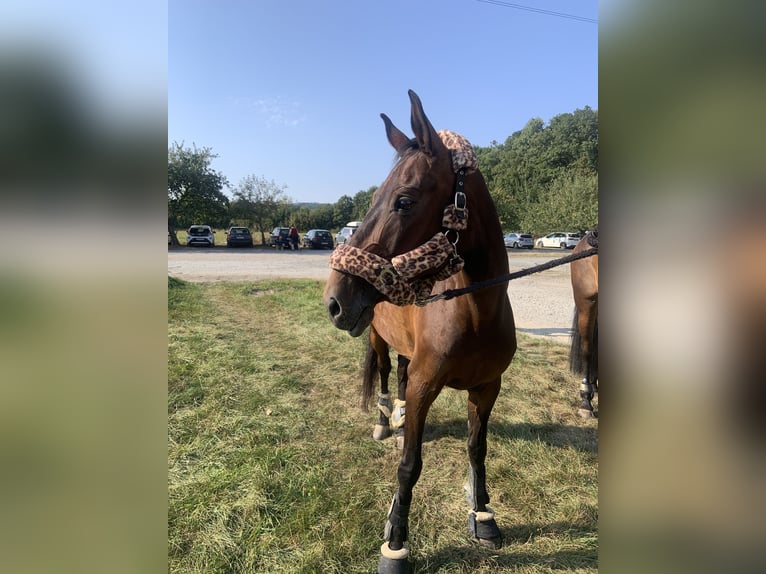 Westfaal Merrie 14 Jaar 160 cm Donkerbruin in Gießen