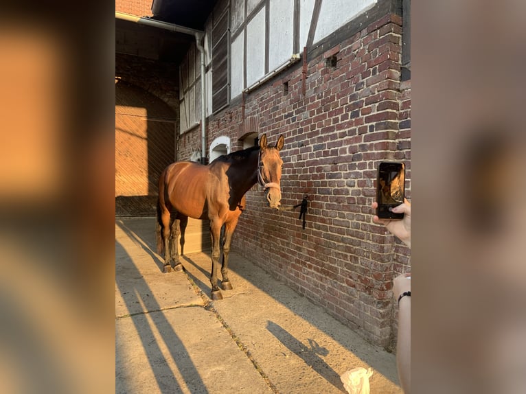 Westfaal Merrie 14 Jaar 160 cm Donkerbruin in Gießen