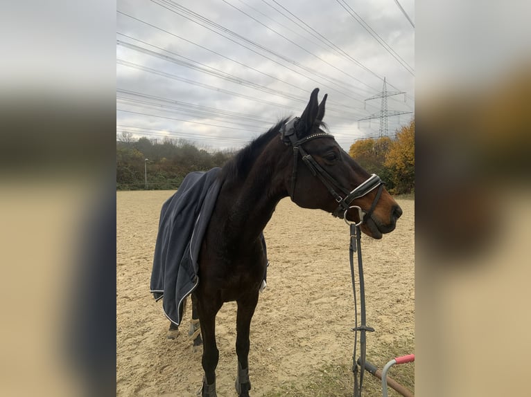 Westfaal Merrie 14 Jaar 160 cm Donkerbruin in Gießen