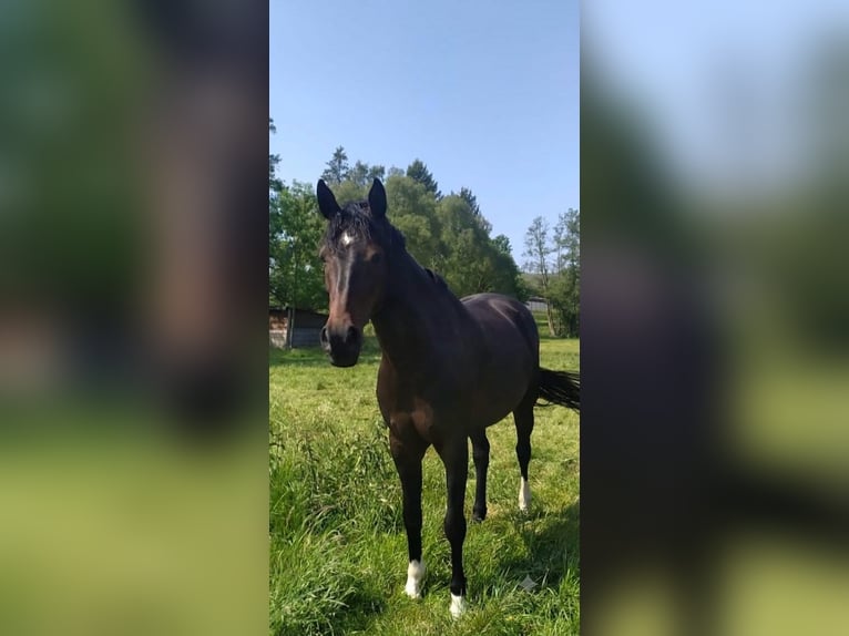 Westfaal Merrie 14 Jaar 161 cm Bruin in Bodenfelde