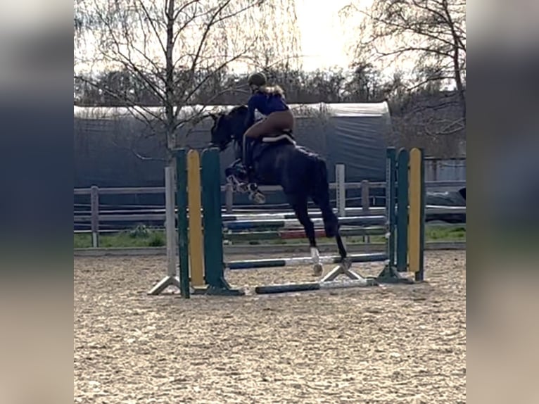 Westfaal Merrie 14 Jaar 161 cm Bruin in Bodenfelde