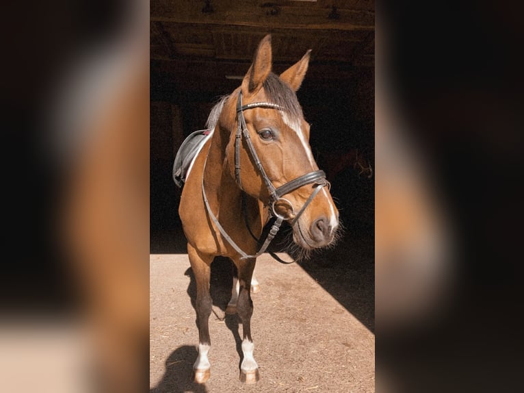 Westfaal Merrie 14 Jaar 163 cm Bruin in Versmold