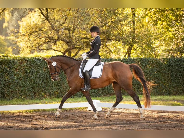 Westfaal Merrie 14 Jaar 163 cm Bruin in Versmold