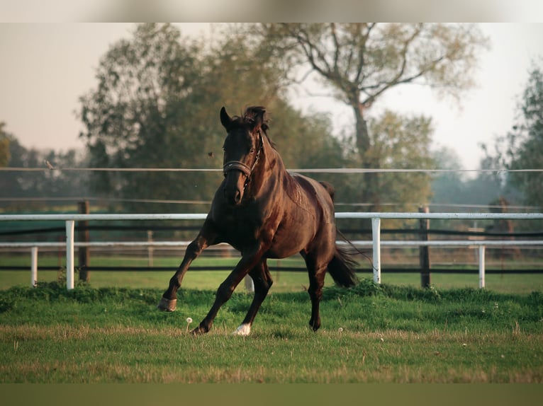 Westfaal Merrie 14 Jaar 165 cm Zwart in Soest