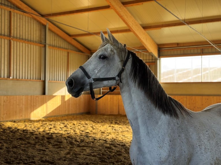 Westfaal Merrie 14 Jaar 167 cm Schimmel in Weilerswist